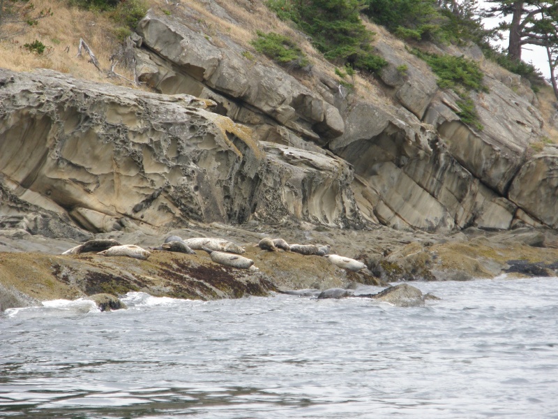 Sea lions resting, must have been a long night